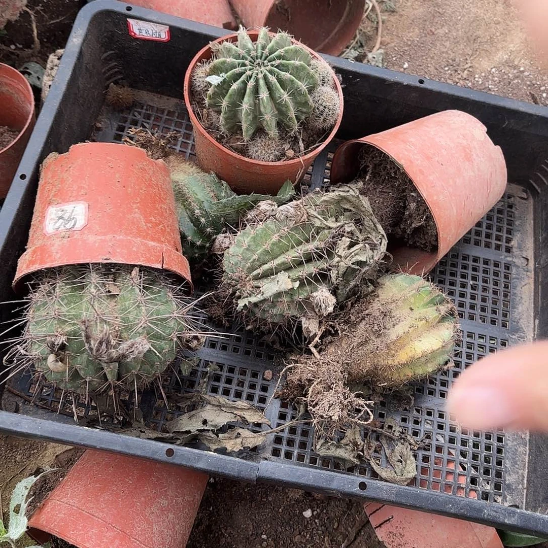 1号瑕疵瘦无售后00000