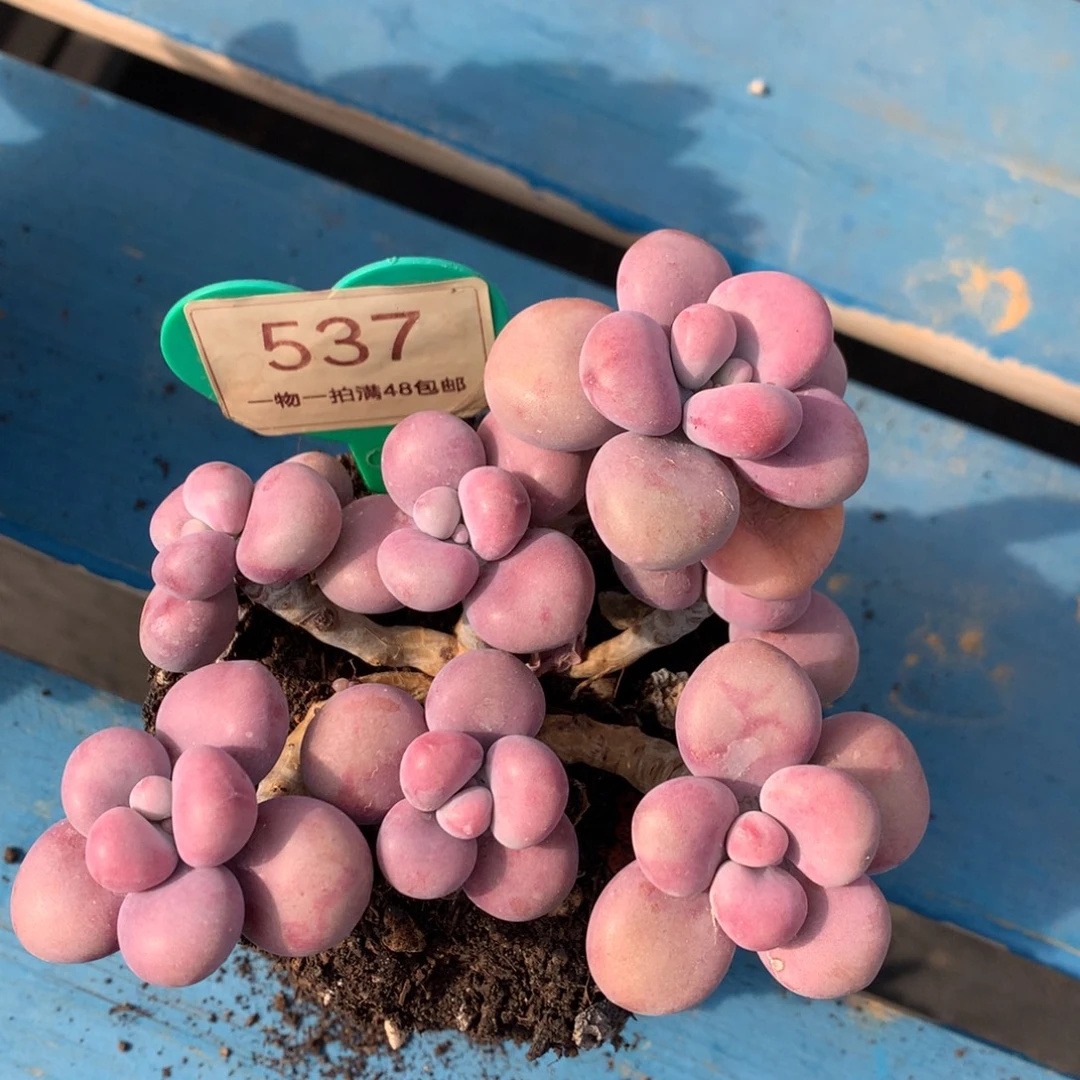 腰子蛋老桩无砍537