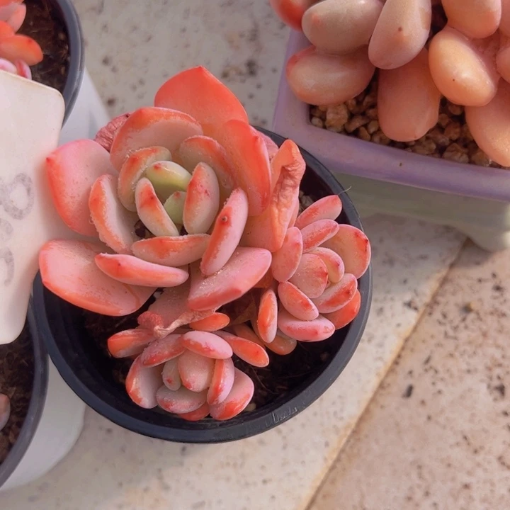 健健康康平平安安