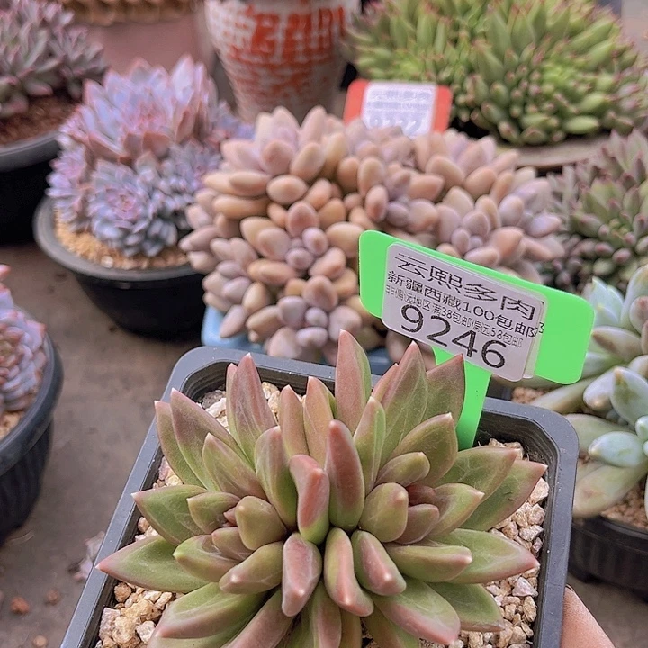 9246迷雾泡泡。