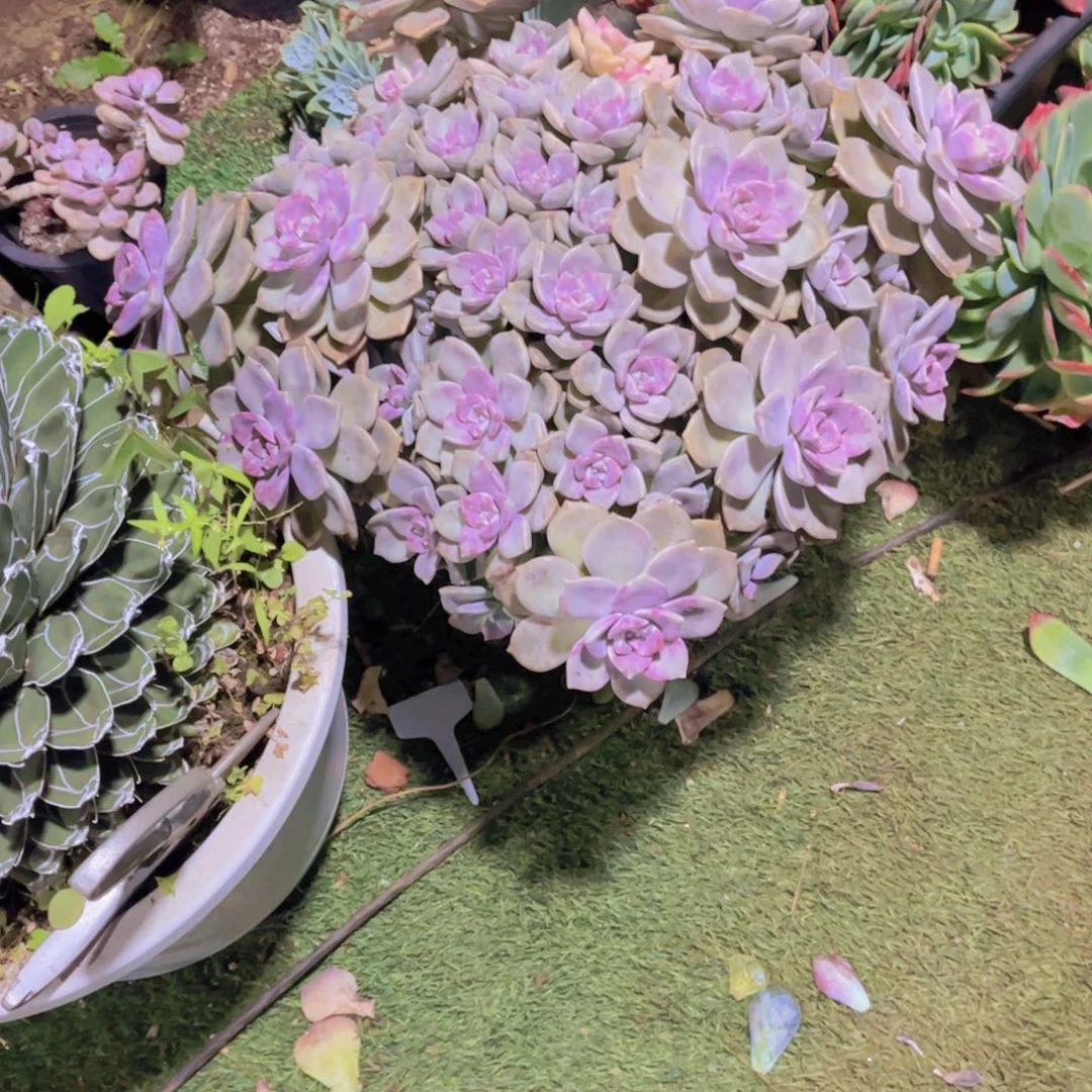 南***l多肉植物保护研究所所长的