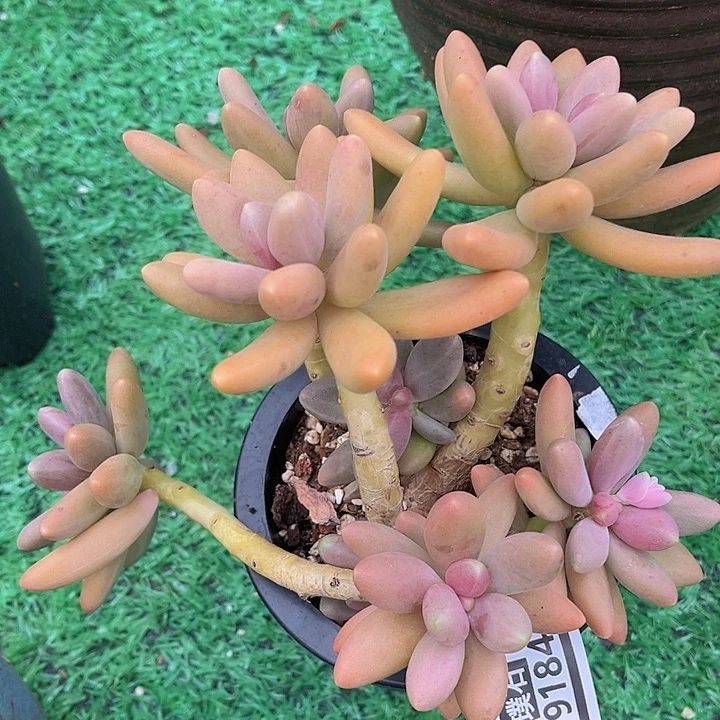 糖果美人19184多肉植物