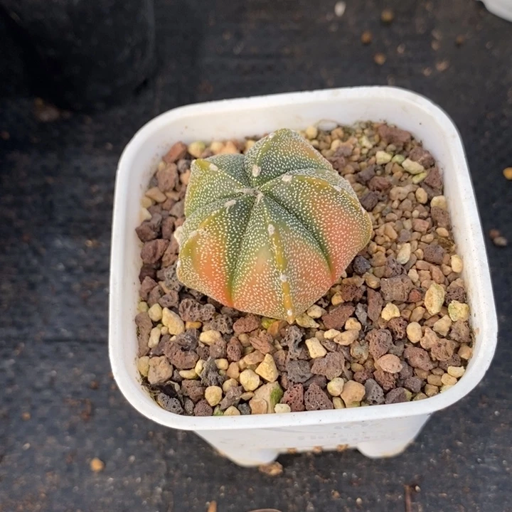 银沙鸾凤兜，实生带盆发货