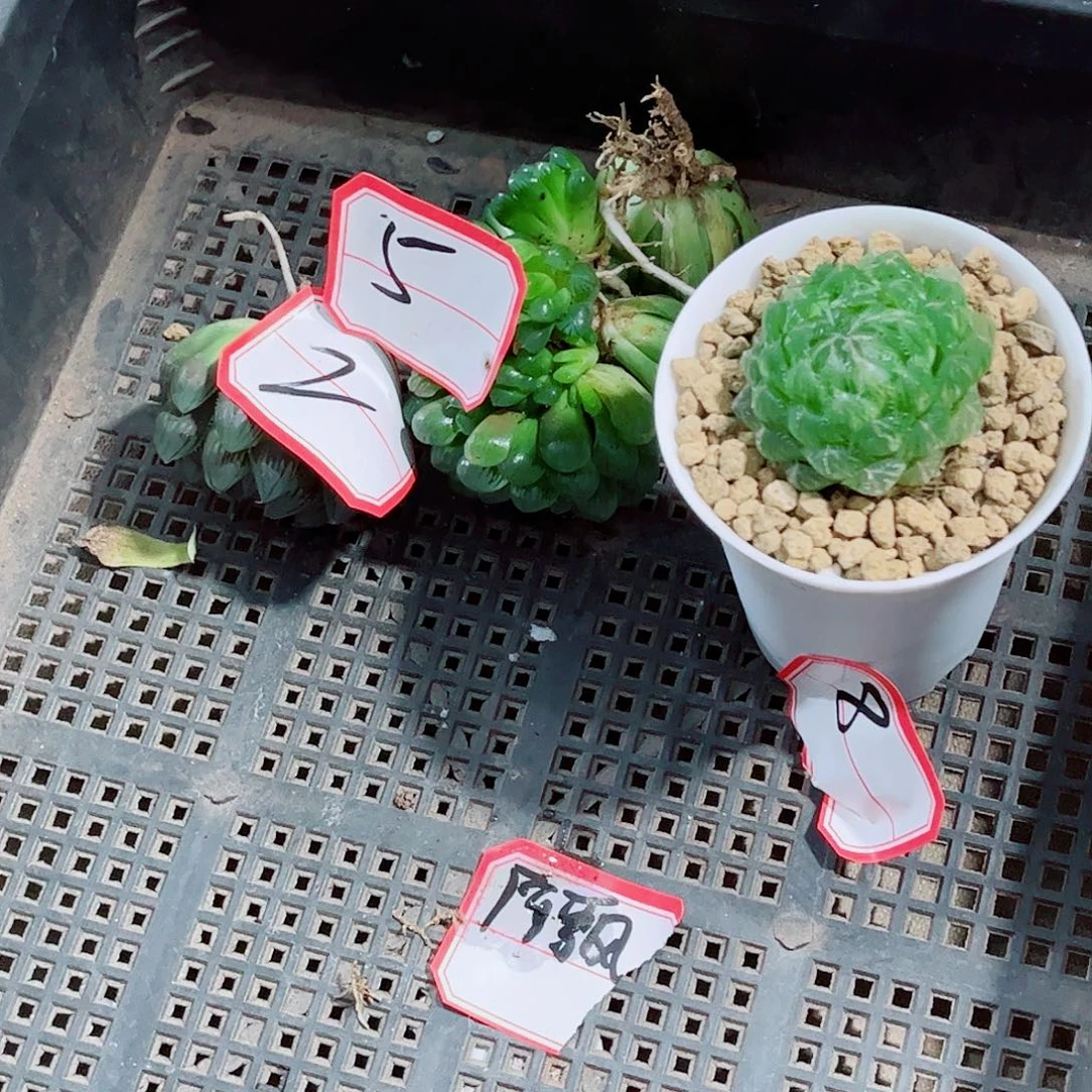 玉露福利多肉植物