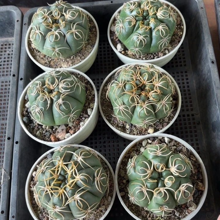 实生高木高木好养