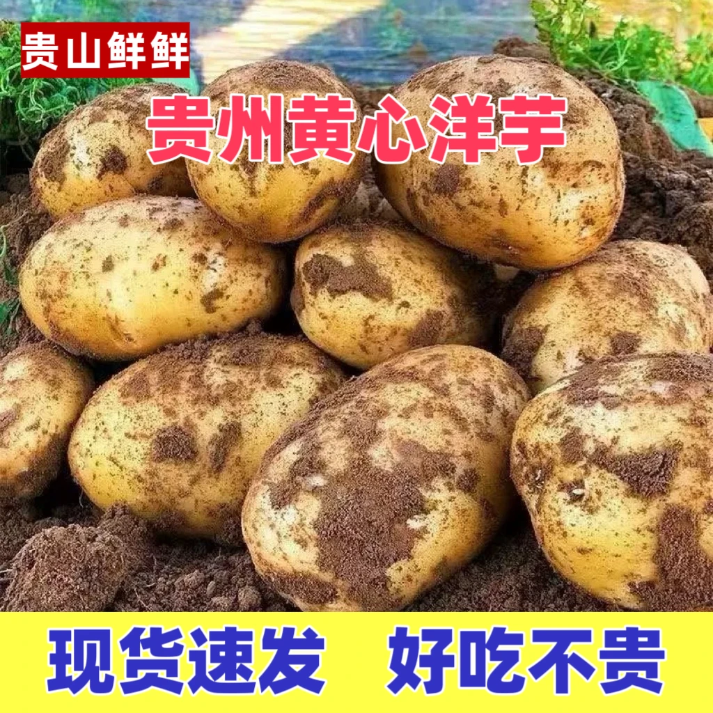 自家种黄心大土豆5斤9斤贵州洋芋新鲜土豆马铃薯整箱农家黄心洋芋