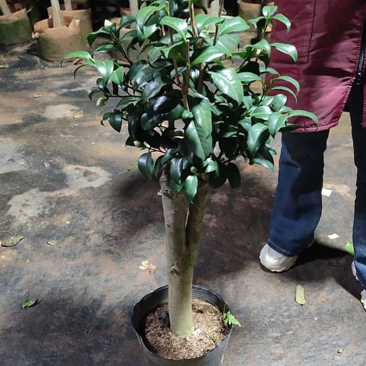 全部花苞绿**踪津川姣不包邮