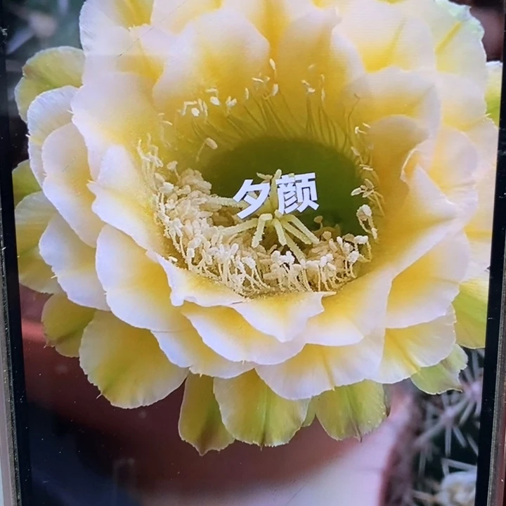 香香绿黄白带根6公分左右
