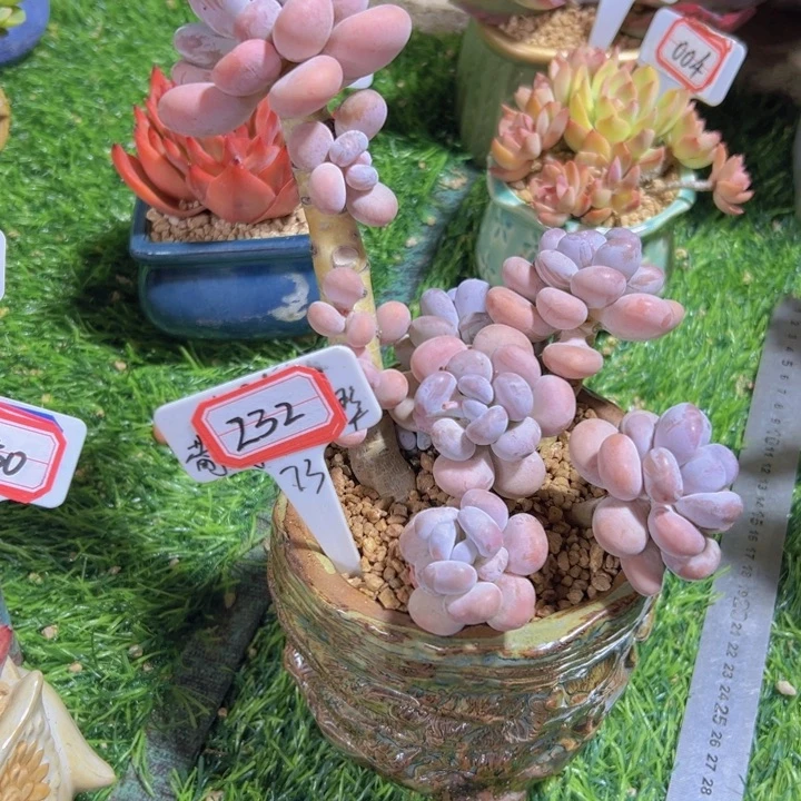 熙***媛232橙雪球老腿一物一拍68