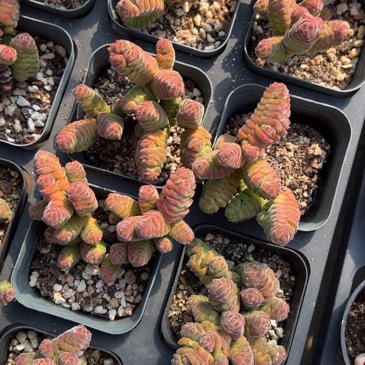 绒塔群一颗量拍多肉满20包邮初7发