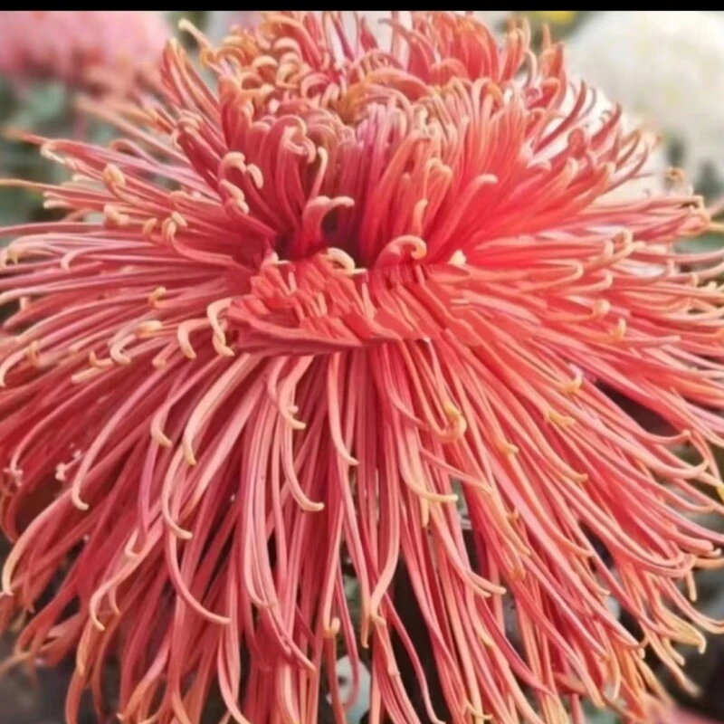 奇彩玲珑菊花盆栽小苗