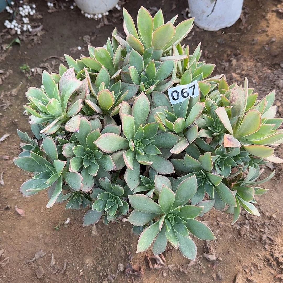 多肉植物红叶067号