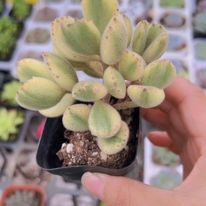 白熊19包邮脱土发货