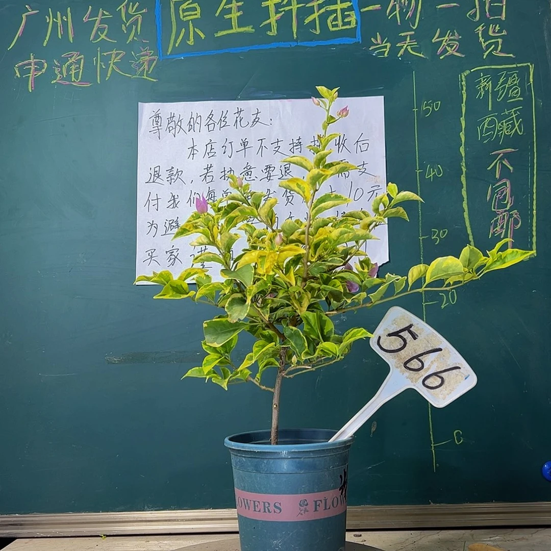 当前无花栽培后可以开花金边浅紫566