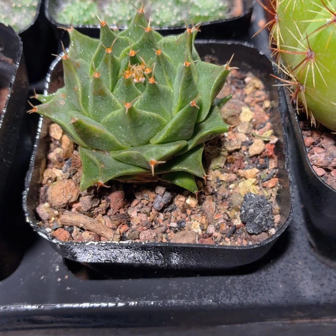 帝欢多肉9.9包邮发货