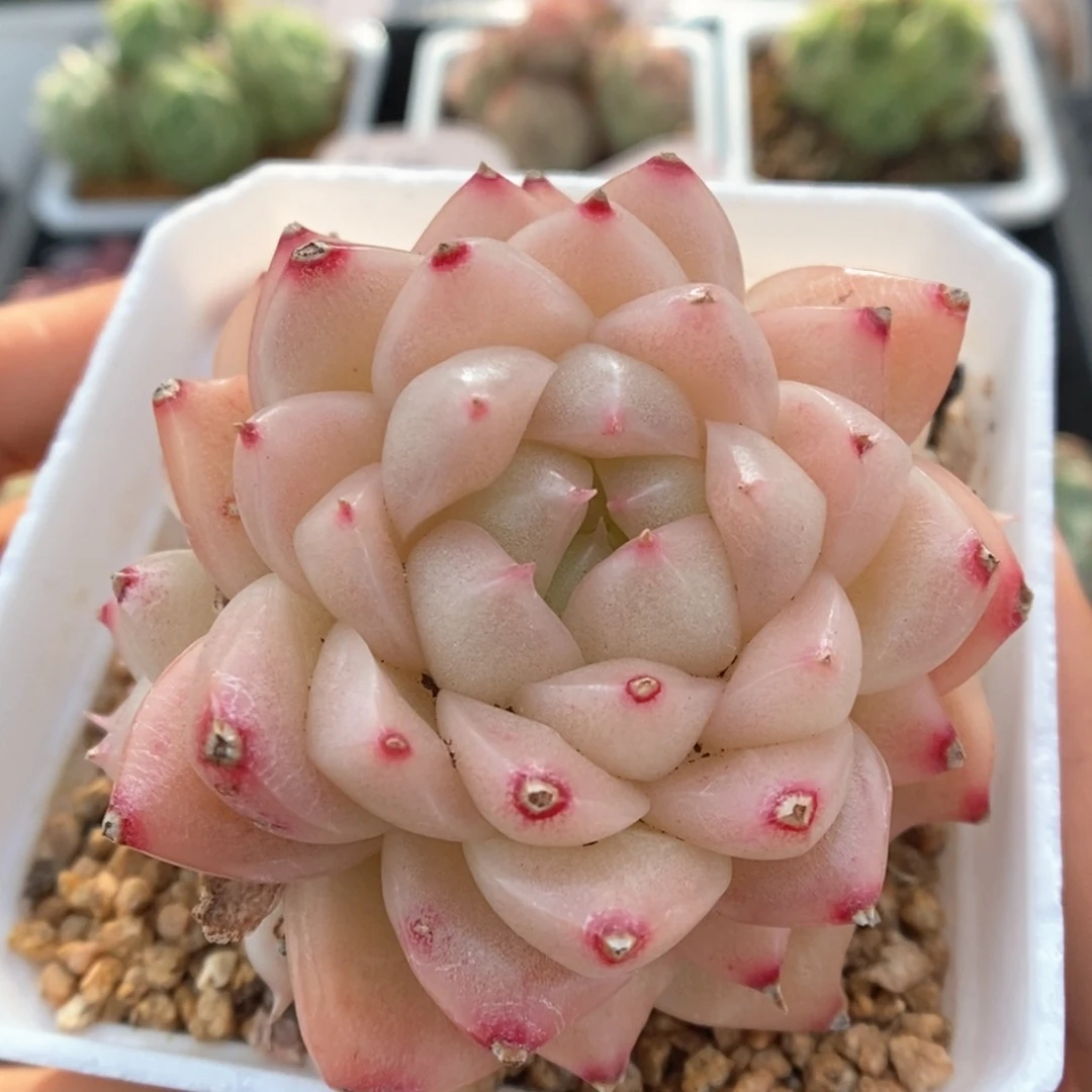 油透麦秆群生可拍702号