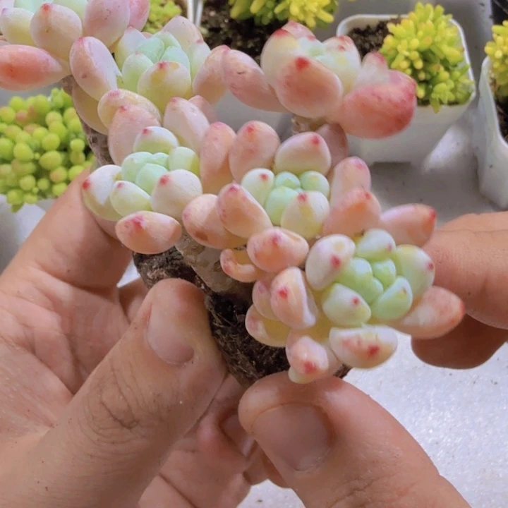 樱花罗琦穴盘一颗福利