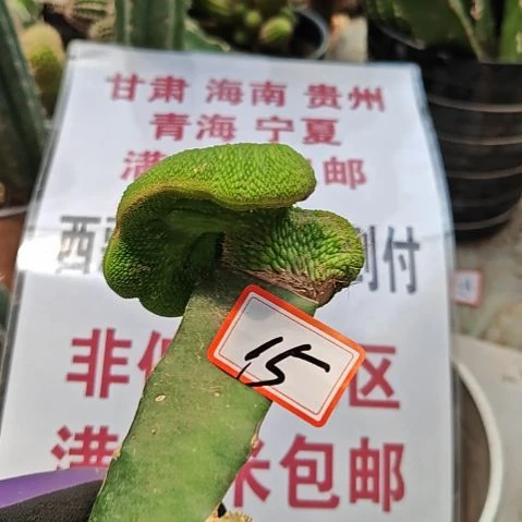 青蛇缀化火龙果嫁接包邮非偏远15