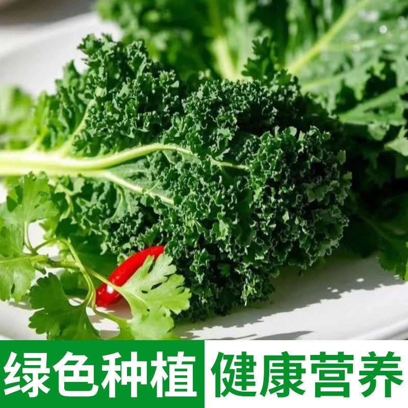 新鲜羽衣甘蓝嫩叶蔬菜健身轻食榨汁凉拌西餐沙拉食材