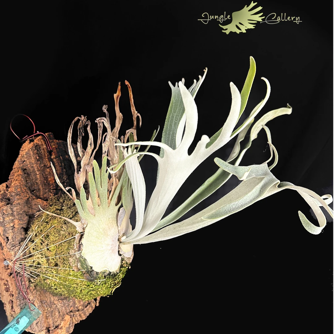 jungle gallery鹿角蕨l掉牌 随单包邮 不随单到付
