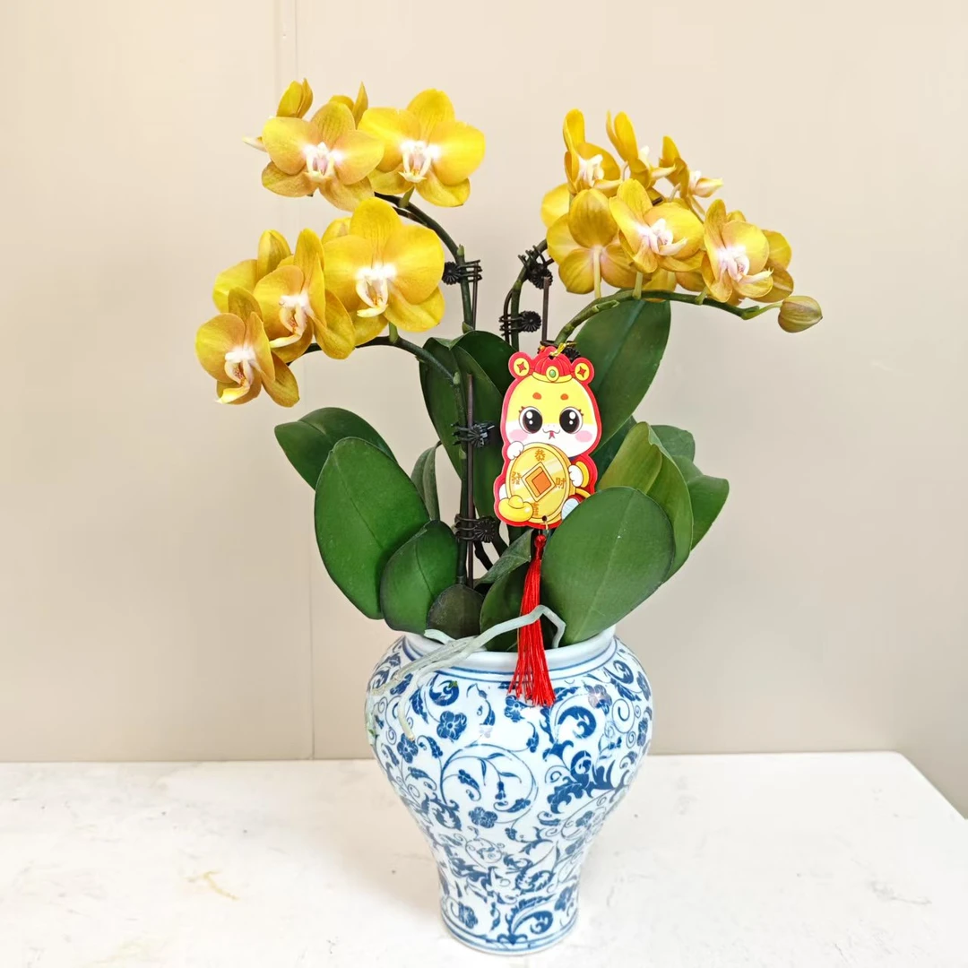 A级【拉斯维加斯】精品鲜花 蝴蝶兰 蜡质花