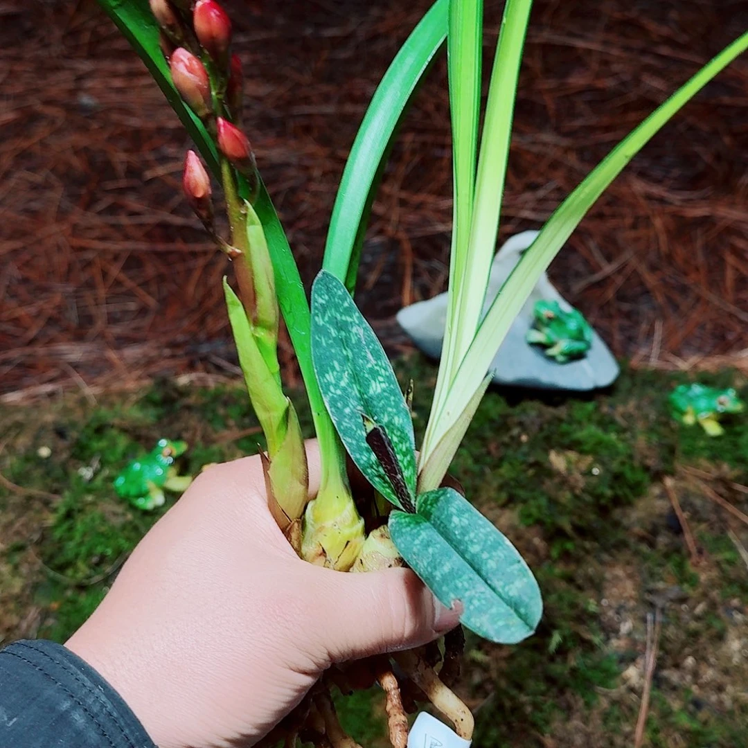 黑***豹完全开放123456一起打包