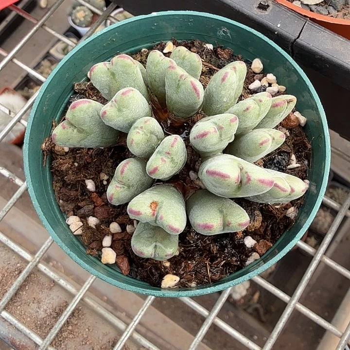 少将多头群9仙人球