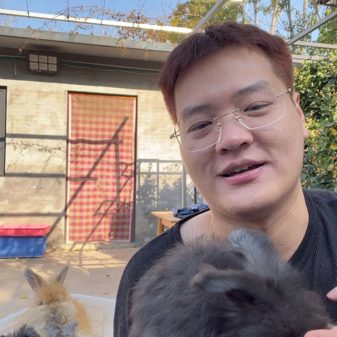 瑶***恩双血统英系安拉兔子