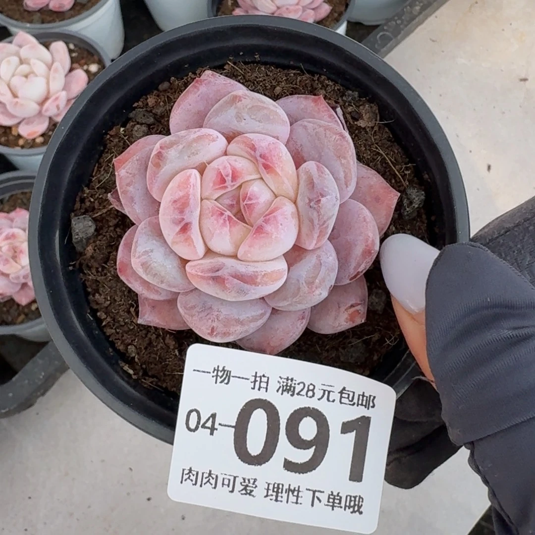 石榴籽无盆土发货无盆