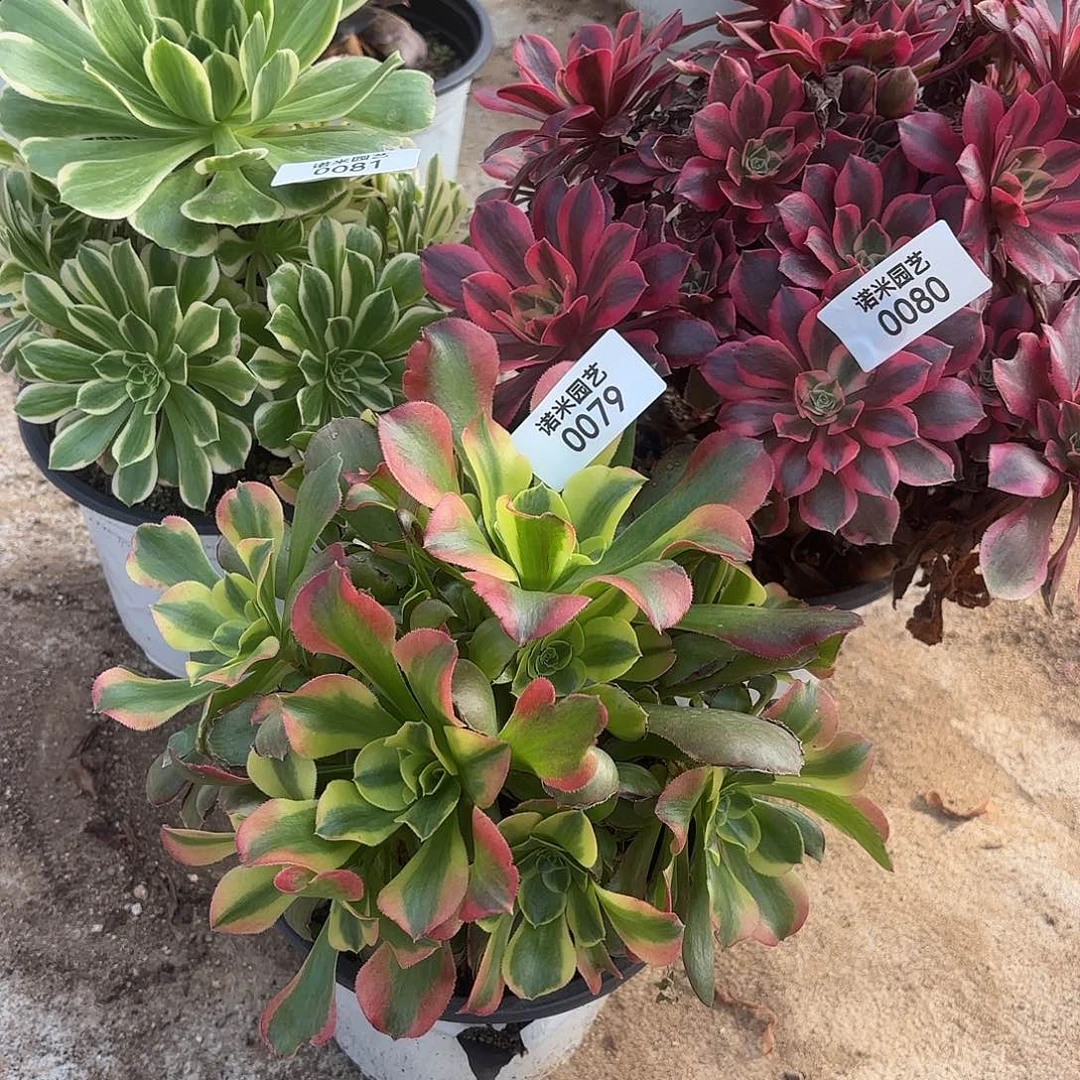 女妖颜凝特斯拉多肉植物79-80-81