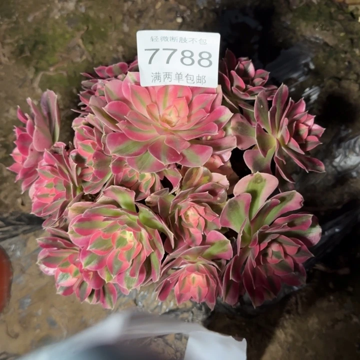 7788女巫多肉植物