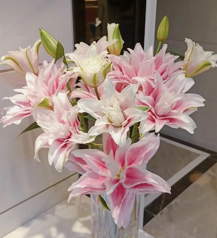 伊莎贝拉重瓣百合8-10朵