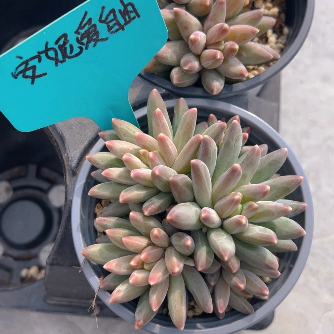 福利来啦打榜啦打榜啦