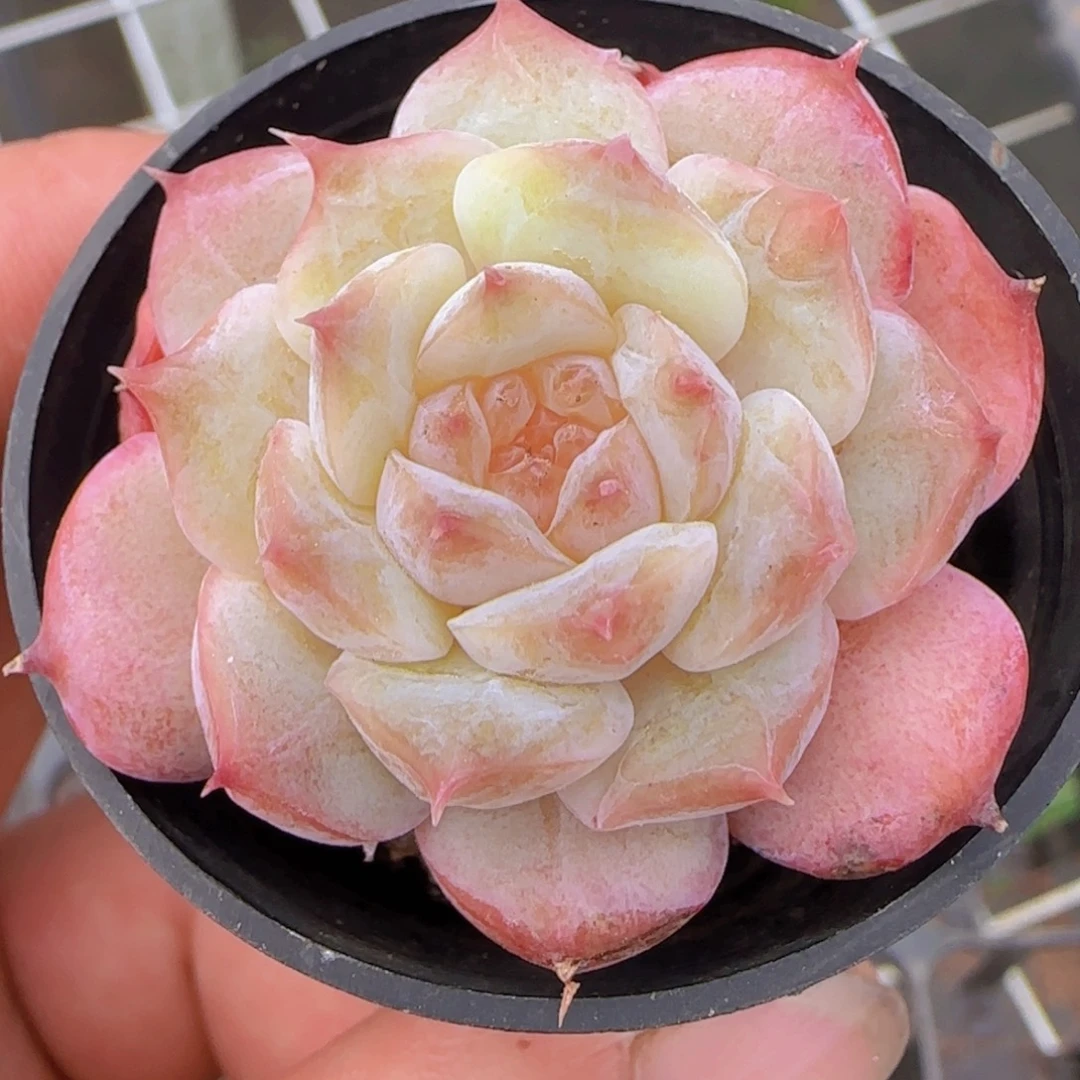 冰魄精控一物一拍