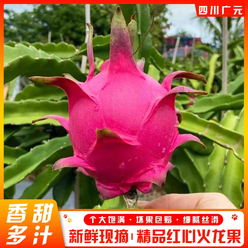四川横梁村正宗新鲜红心火龙果皮薄多汁产地直发当季水果