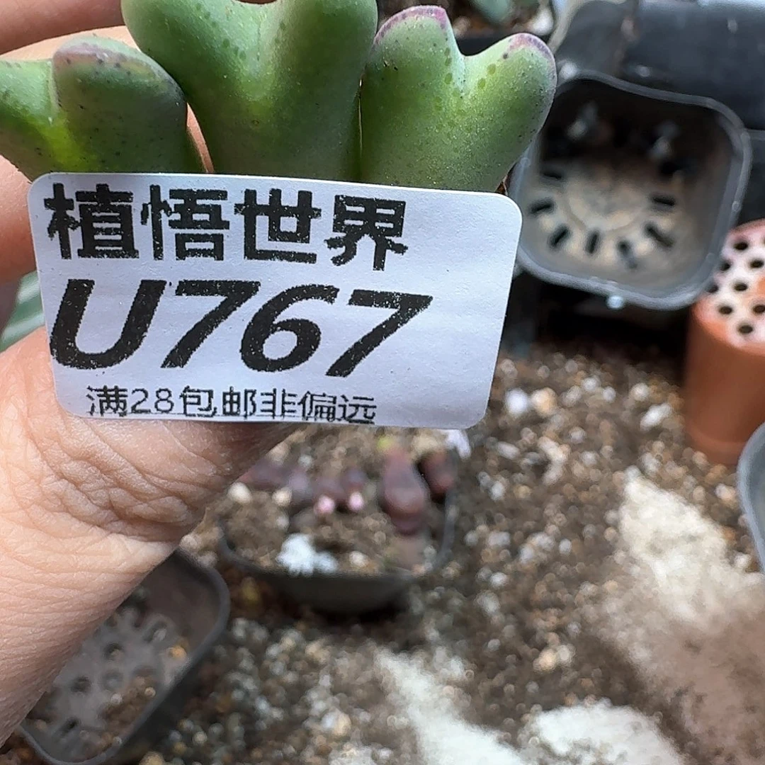 多肉植物的润泽dgbb