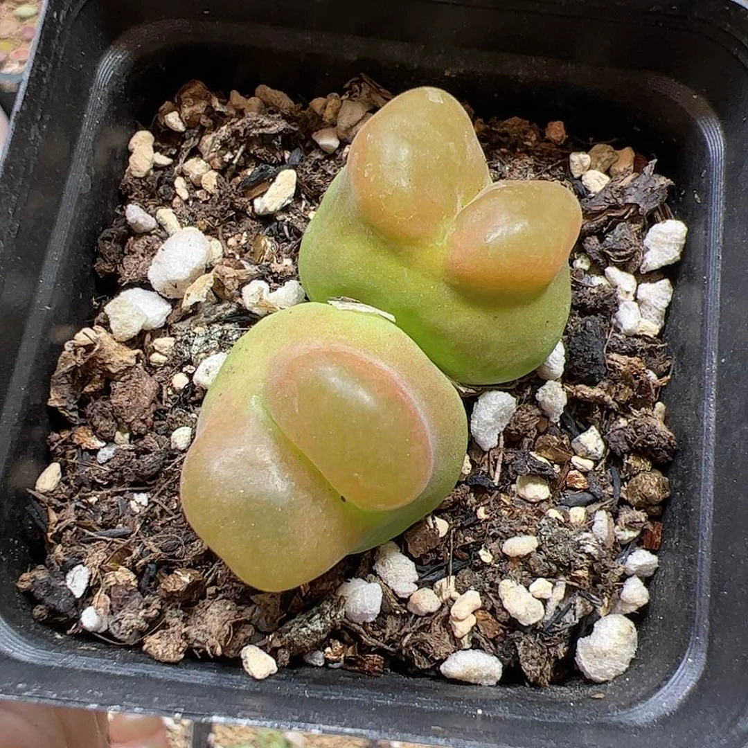 【闪购商品】322 撅嘴水蜜桃