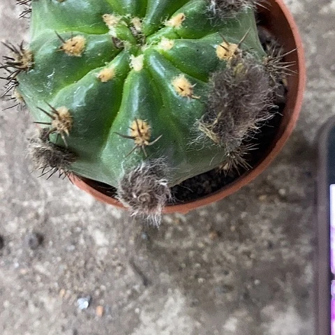 极光丽花，5公分左右