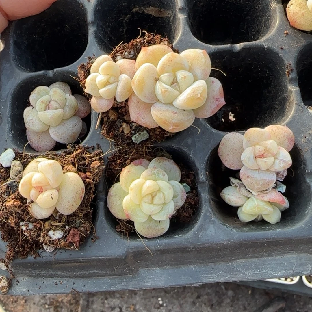 多肉小卡拉米糖心一物一拍