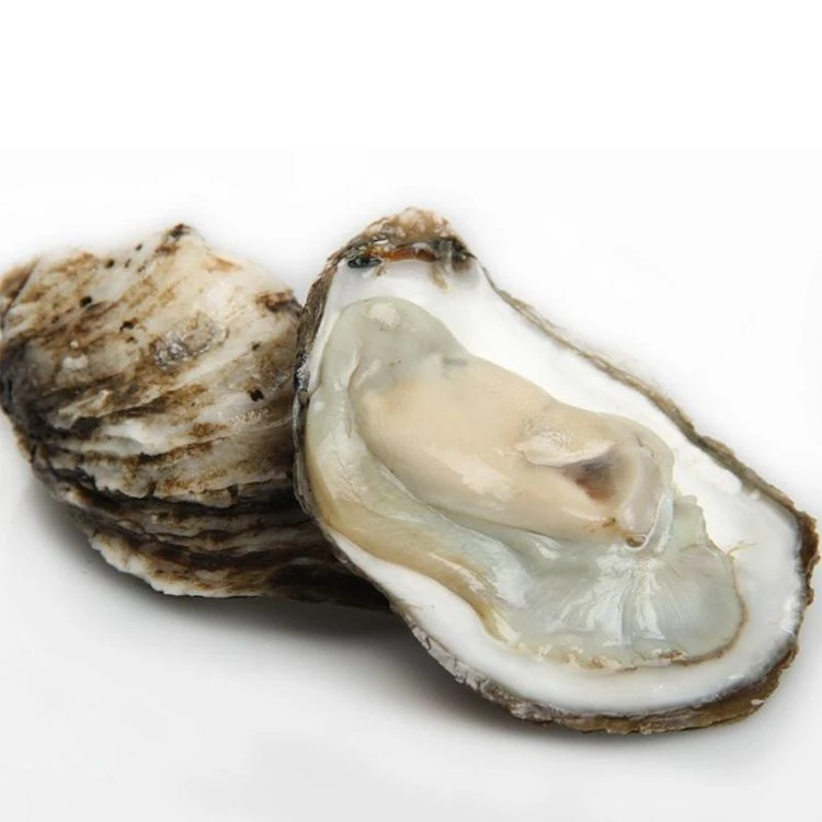 4+乳山生蚝10个