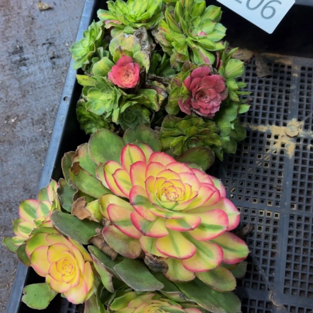 哈哈多肉葡萄福利206