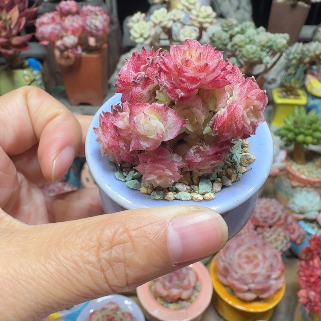 星星麦 多肉含盆土 一物一拍