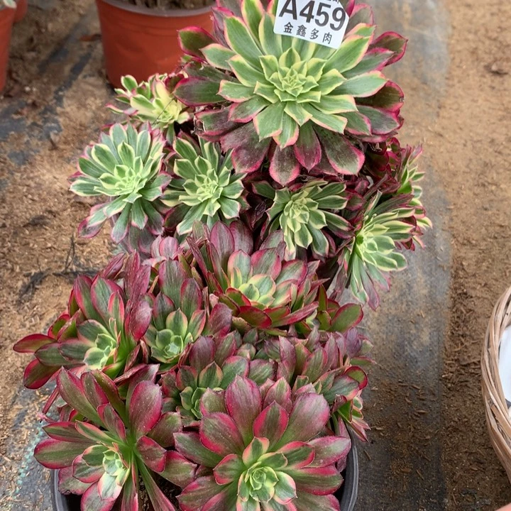 459多肉植物一物一拍