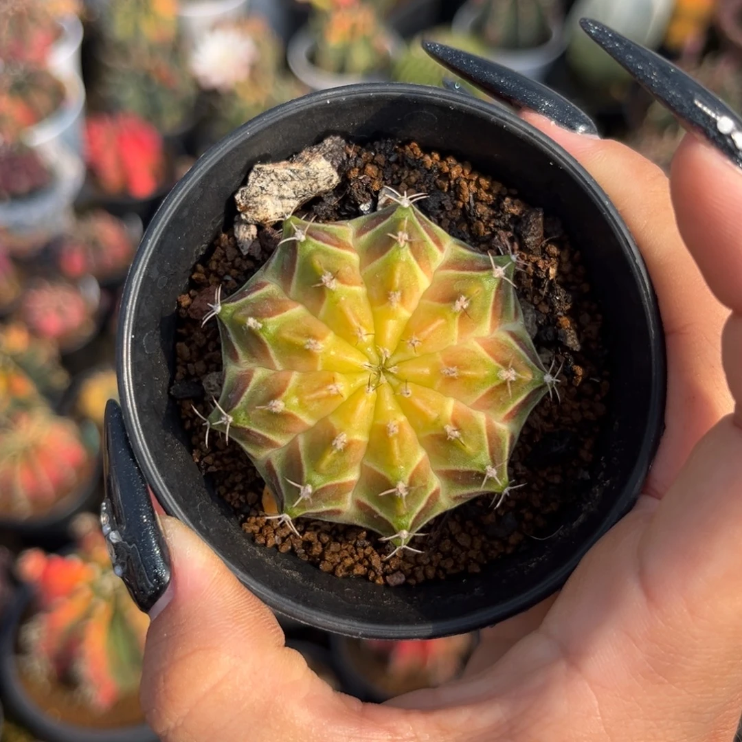 泰系荧光肋骨轮回 带盆土