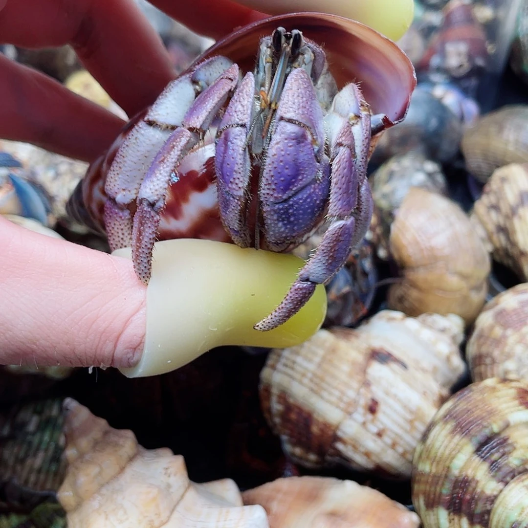 3.1口通体星空色蓝里拉