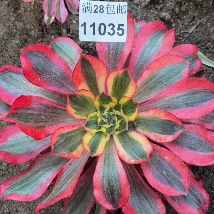 11035南魅影多肉植物