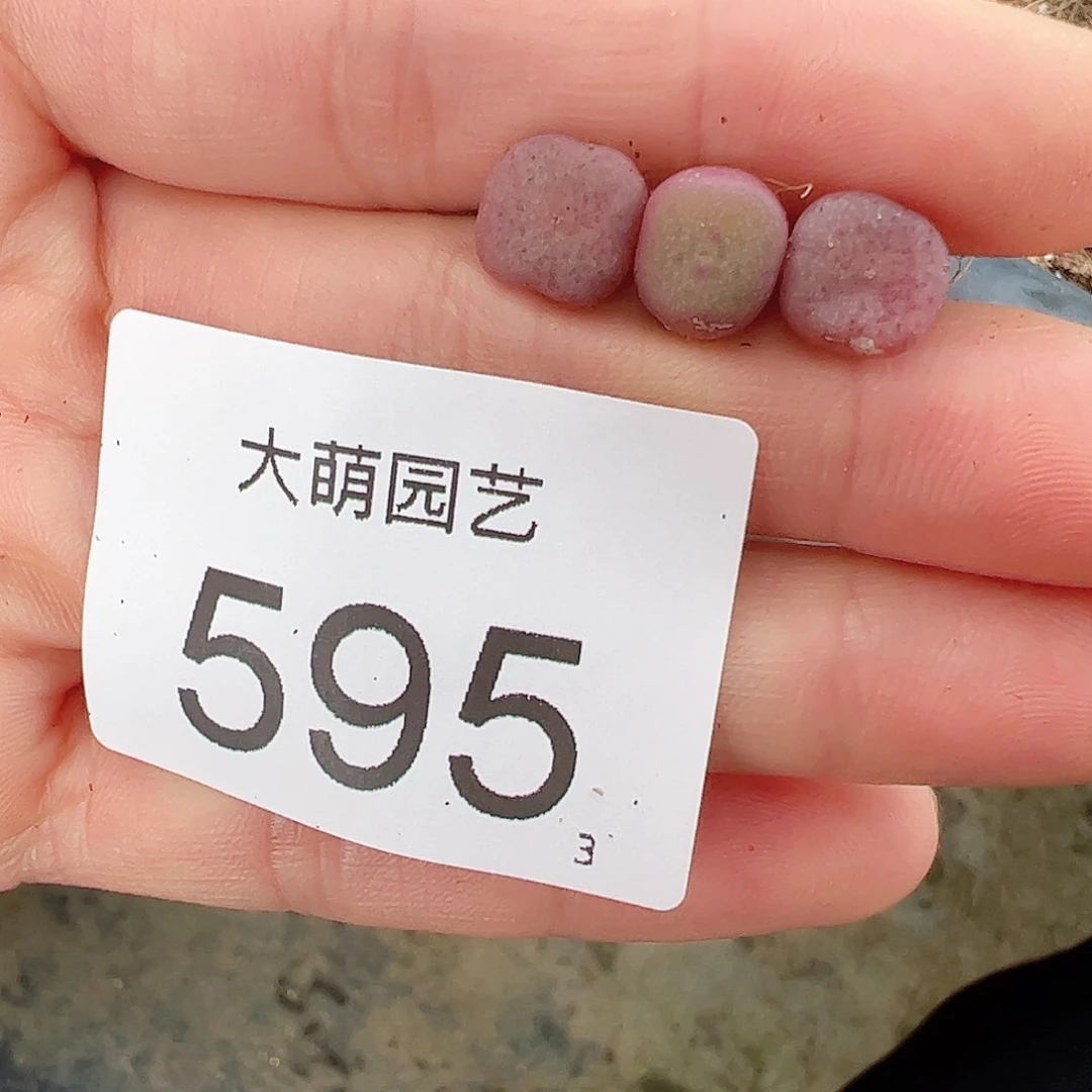 0000595量拍紫方碗3颗尺寸不大