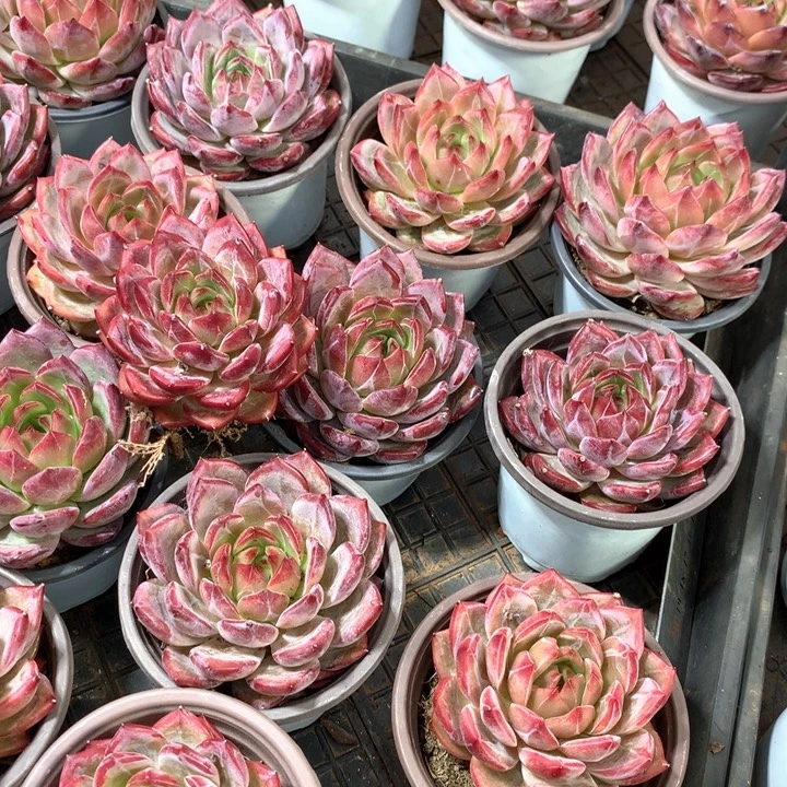 夜魔侠多肉植物两单包邮