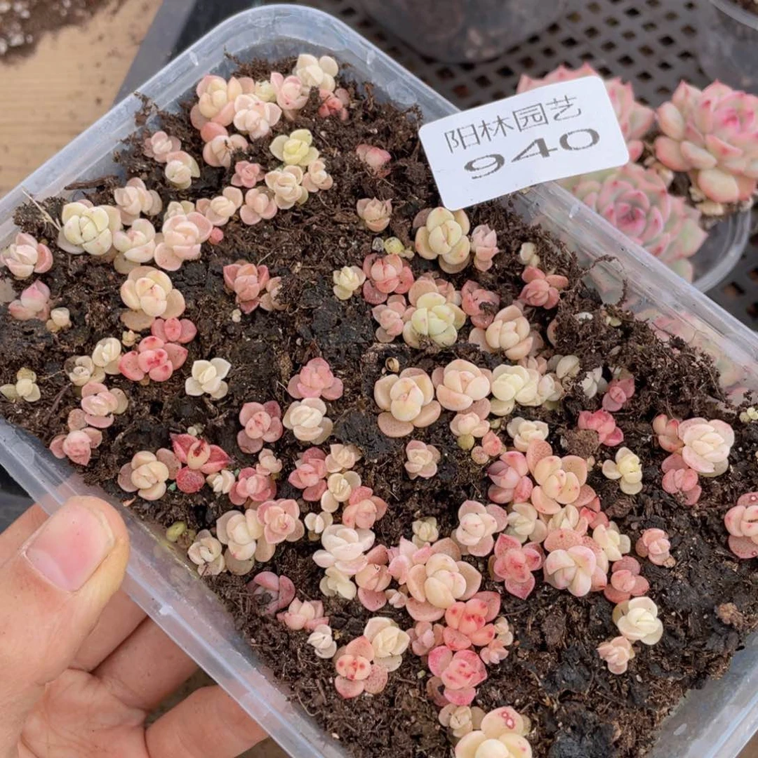 多肉植物多肉植物940