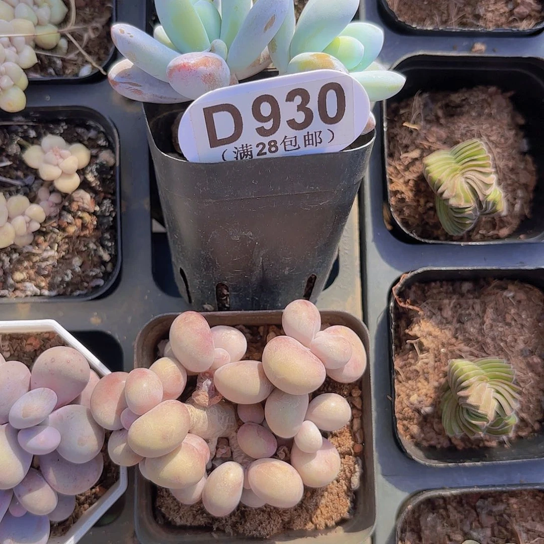 D930雪美人一物一一拍多肉